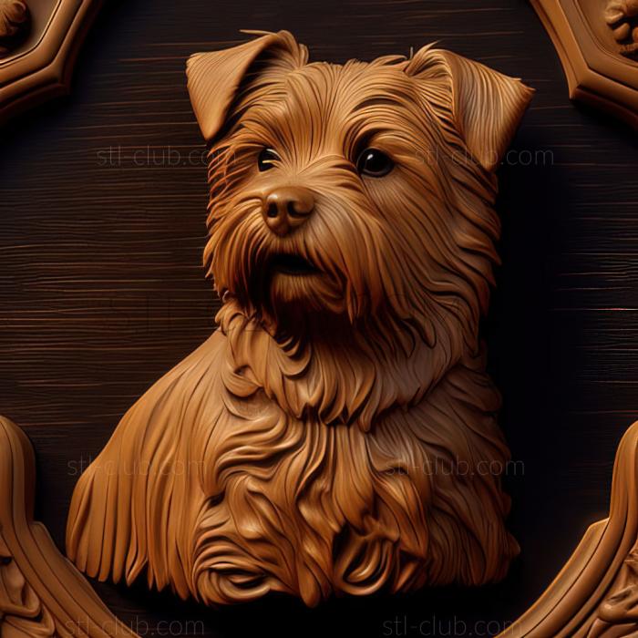 st Norfolk Terrier dog